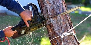 Best Hedge Trimming  in Hoquiam, WA