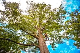 Best Root Management and Removal  in Hoquiam, WA
