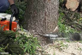 Best Palm Tree Trimming  in Hoquiam, WA