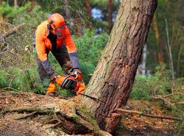 Best Fruit Tree Pruning  in Hoquiam, WA