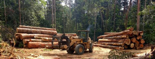 Best Tree Maintenance Programs  in Hoquiam, WA