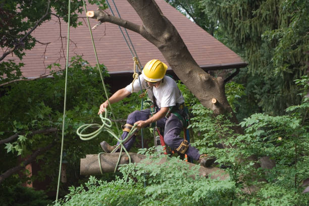 Best Tree Preservation Services  in Hoquiam, WA