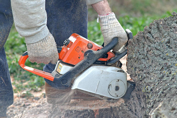 How Our Tree Care Process Works  in  Hoquiam, WA