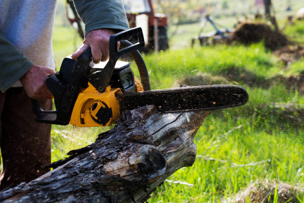 Leaf Removal in Hoquiam, WA